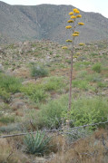 Agave parryi