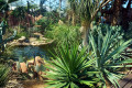 Agave parryi