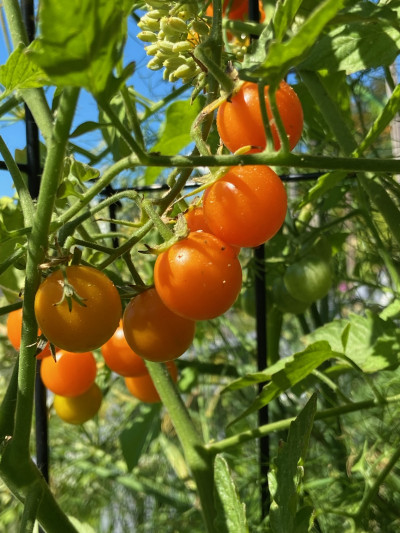 Solanum lycopersicon