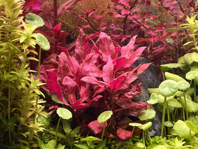 Alternanthera reineckii