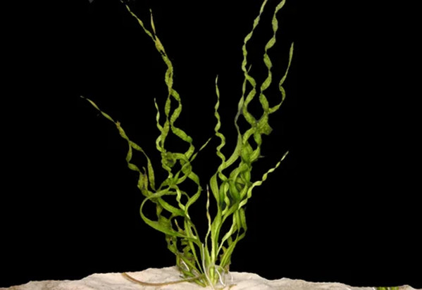 Helanthium bolivianum 'Vesuvius'