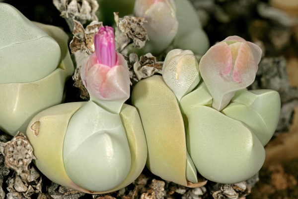 Gibbaeum album