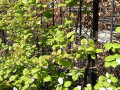 Actinidia kolomikta