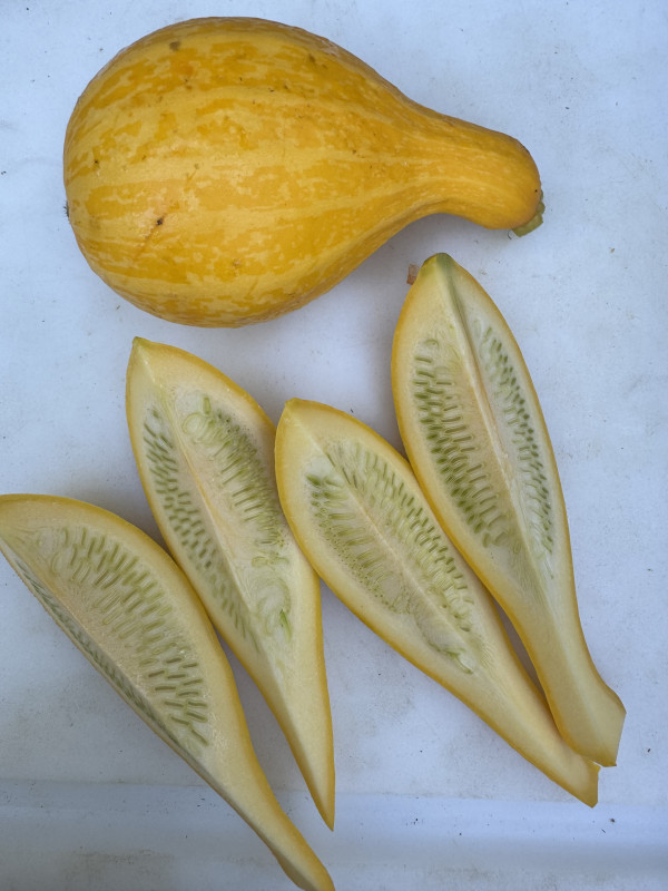 Cucurbita moschata