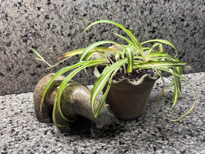 Chlorophytum comosum