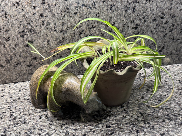 Chlorophytum comosum