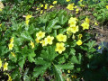 Waldsteinia ternata