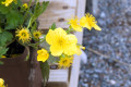 Waldsteinia ternata