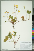 Waldsteinia ternata