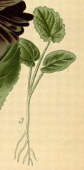 Alcea rosea
