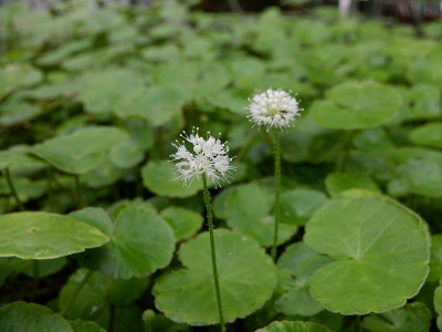 Hydrocotyle leucocephala