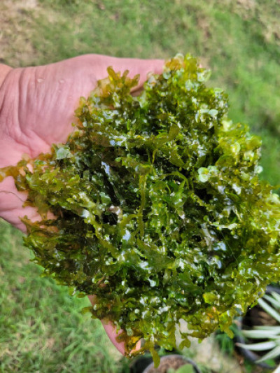 Lomariopsis lineata