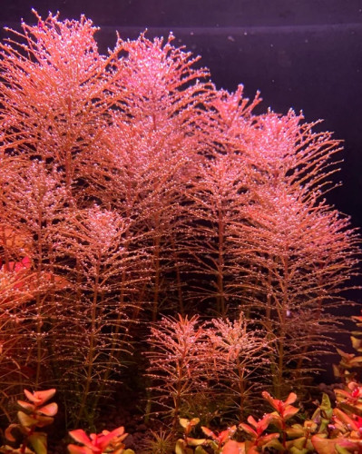 Rotala wallichii