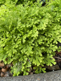Selaginella kraussiana