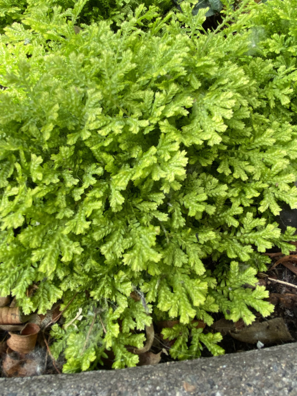 Selaginella kraussiana