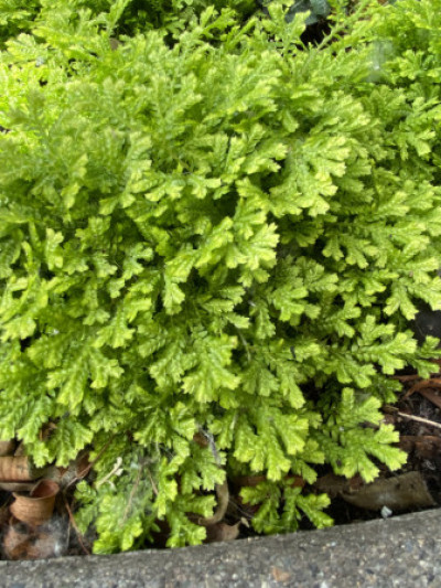 Selaginella kraussiana