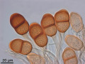 Asparagus setaceus