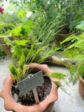 Asparagus setaceus