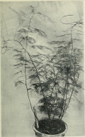 Asparagus setaceus