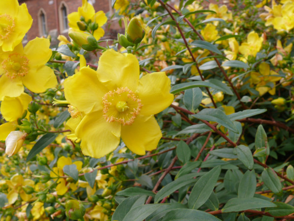 Hypericum calycinum