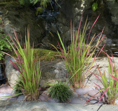 Imperata cylindrica 'Rubra'