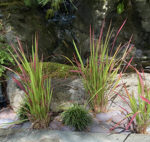 Imperata cylindrica 'Rubra'