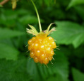 Golden Rubus