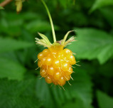Golden Rubus
