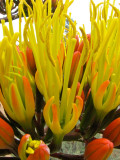 Agave parryi