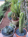 Agave parryi