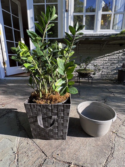 Zamioculcas zamiifolia