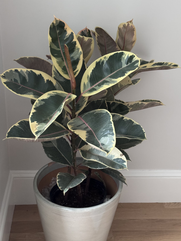 Ficus elastica