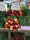 Beta vulgaris