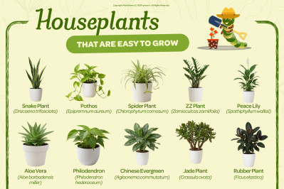 10 Houseplants That Are Easy to Grow