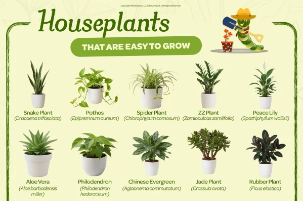 Plant photo