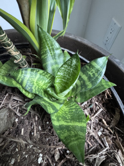 Dracaena trifasciata