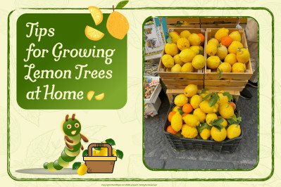 10 Tips for Growing Lemon Trees at Home
