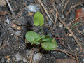 Epimedium pinnatum x versicolor