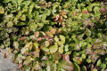 Epimedium pinnatum x versicolor
