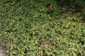 Epimedium pinnatum x versicolor