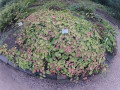 Epimedium pinnatum x versicolor