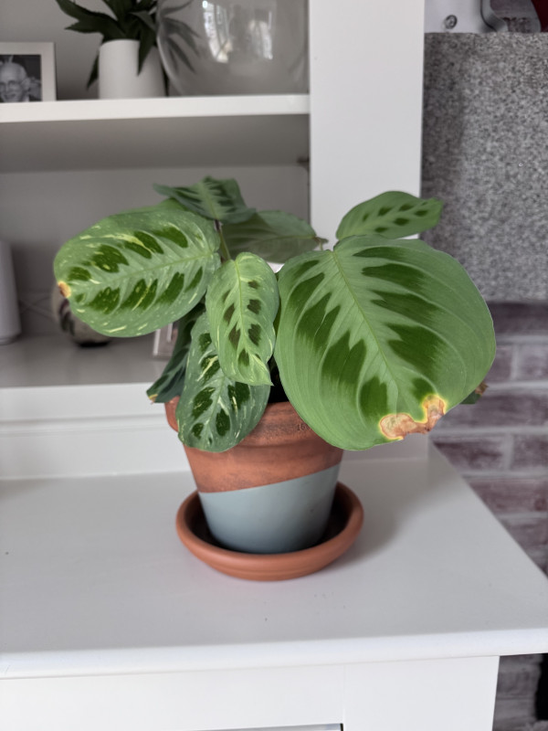 Maranta leuconeura