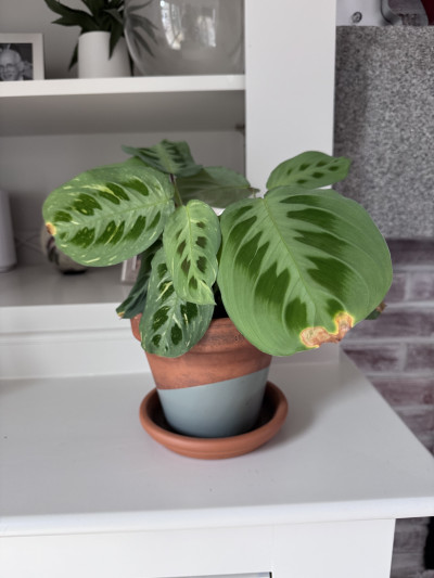 Image of a potted Prayer Plant sitting on white bookcase.