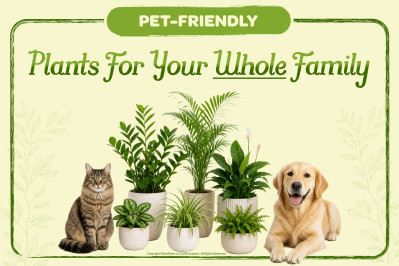 Non-Toxic Indoor Plants for Homes with Pets