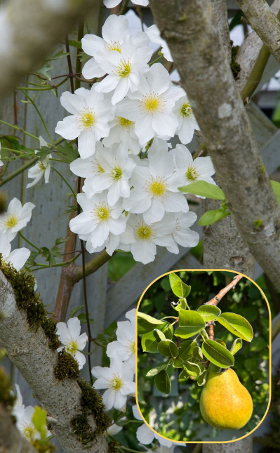 Pyrus communis