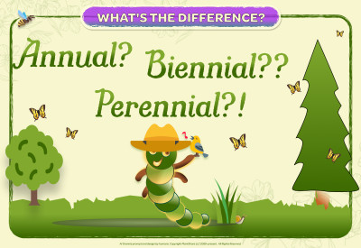 Annual vs Biennial vs Perennial Plants: What's the Difference?