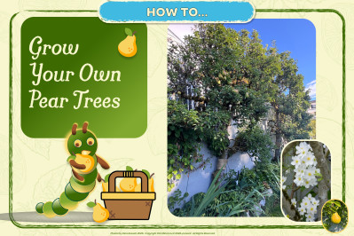 Growing Pear Trees at Home: 8 Tips for Beginners