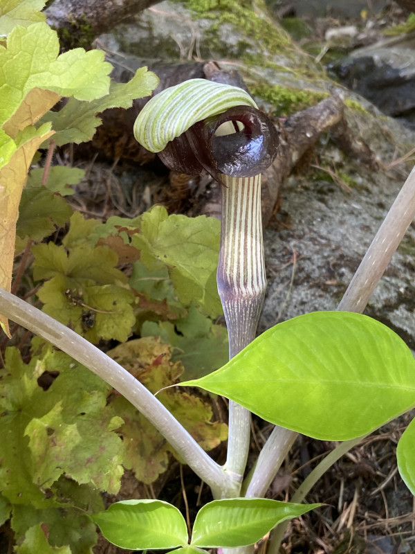 Arisaema triphyllum