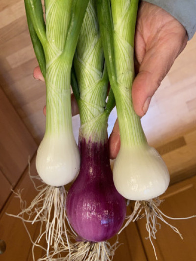 Allium cepa